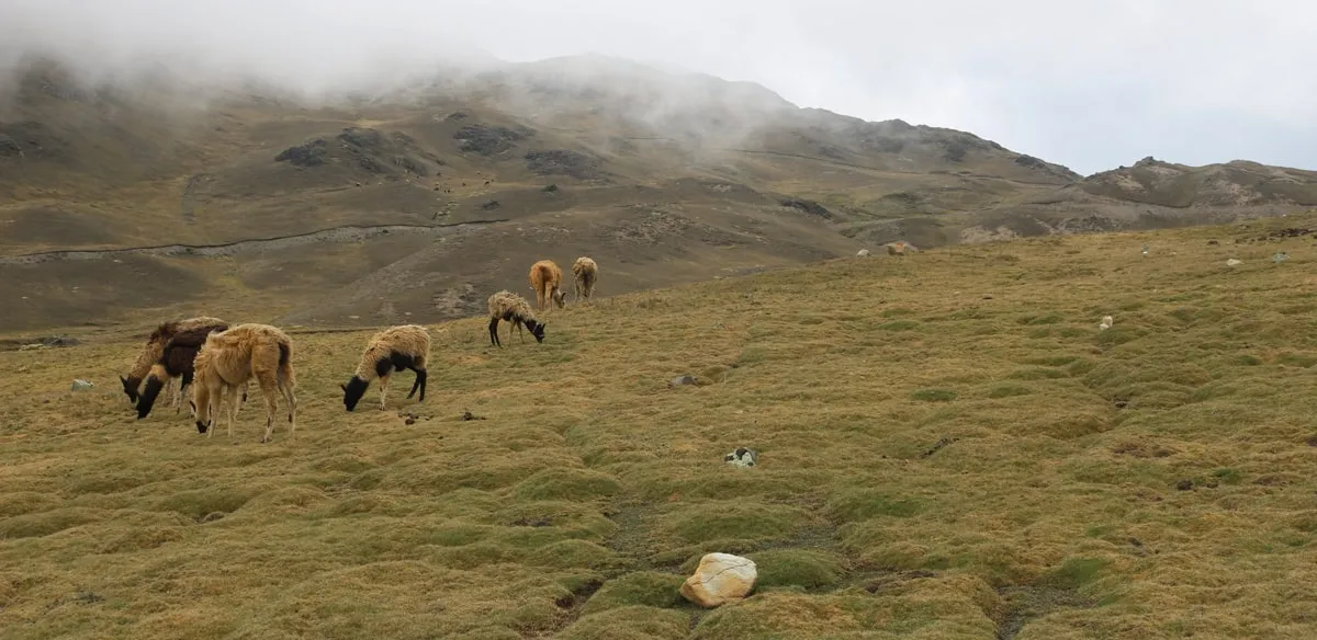 Llamas pastando en el altiplano boliviano entre la neblina